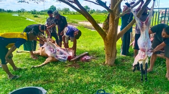 
					Idul Adha 1446 H, Yayasan Al-Jihad Salurkan 5 Ekor Hewan Qurban